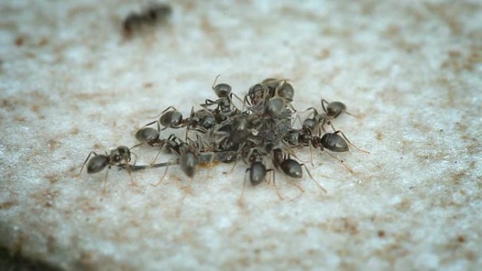 蚂蚁群狩猎蚂蚁团队合作