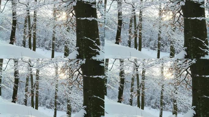 HD DOLLY：冬季森林