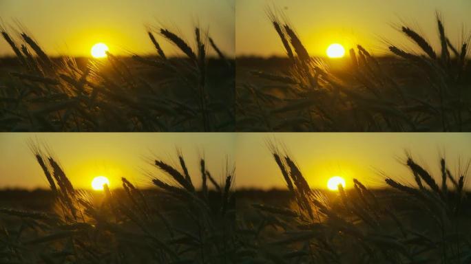 HD：日落时的麦田。