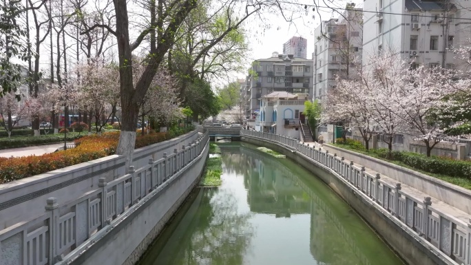 南京珍珠河两岸樱花航拍