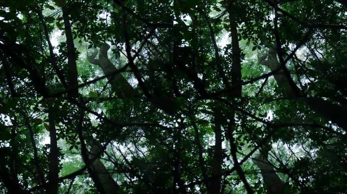 雾中的森林树冠茂密的丛林树林