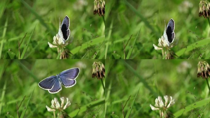 慢速运动：蝴蝶生物学生物研究大自然动物