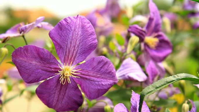 HD DOLLY：紫色温带花