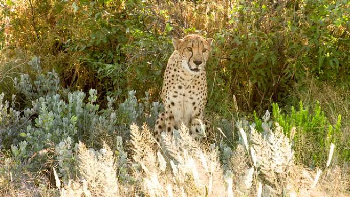 大草原上的豹子猎豹狩猎捕食野生动物生物