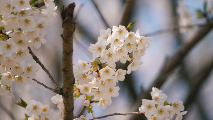 4K 樱花 染井吉野樱 蜜蜂