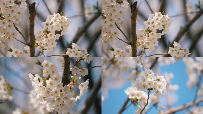 4K 樱花 染井吉野樱 蜜蜂