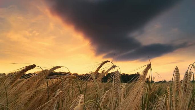 HD DOLLY：日落时小麦的高动态镜头