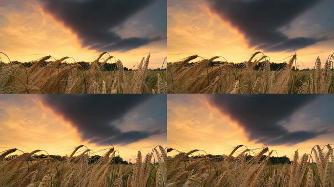 HD DOLLY：日落时小麦的高动态镜头