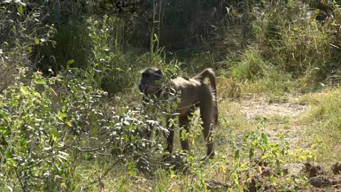 Chacma狒狒埃托沙国家公园