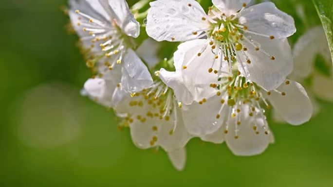 SLO MO雨滴从樱花上滴下来