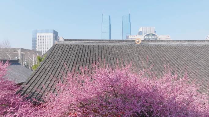 湖州梅花红梅花铁佛寺