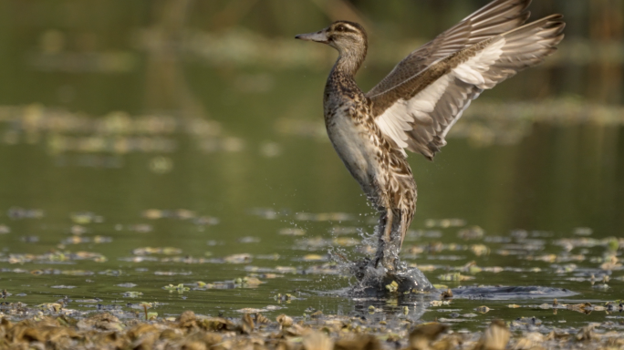 湿地白眉鸭-高速摄影