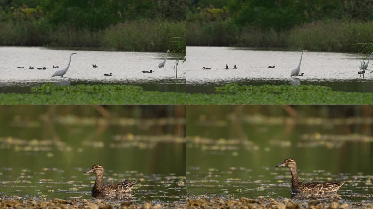 湿地白眉鸭-高速摄影