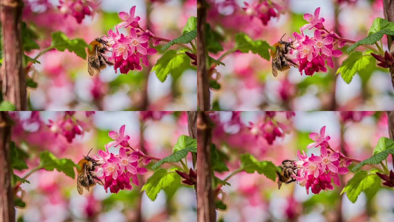 蜜蜂授粉粉红花 -- 慢动作