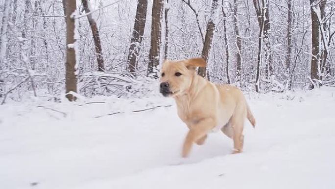 SLO MO小狗在冬季森林中奔跑