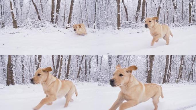 SLO MO小狗在冬季森林中奔跑