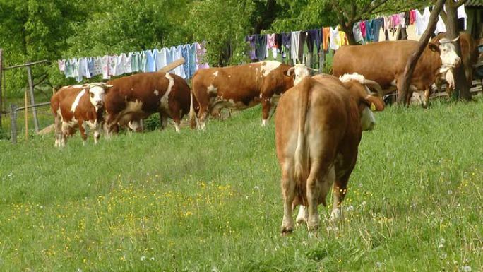 高清：奶牛放牧农村生态