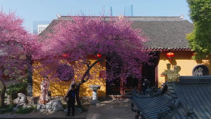 湖州梅花红梅花铁佛寺