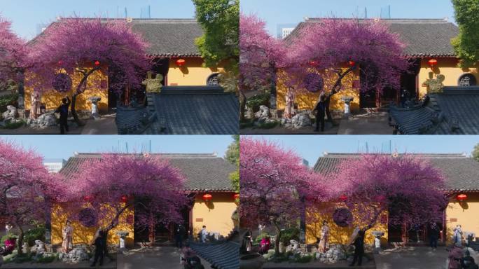 湖州梅花红梅花铁佛寺