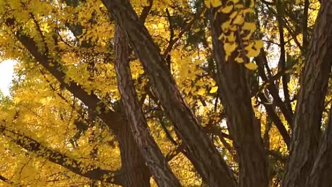 森林中的秋叶季节森林中的秋叶唯美意境写意