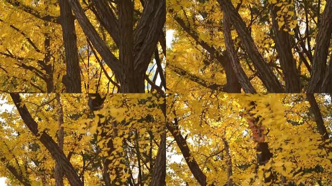 森林中的秋叶季节森林中的秋叶唯美意境写意
