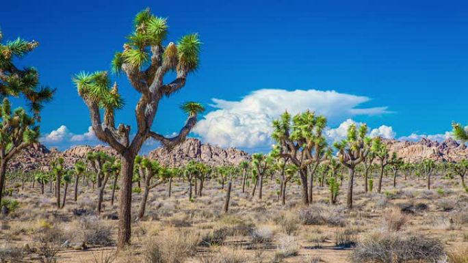 时光倒流：沙漠中的约书亚树