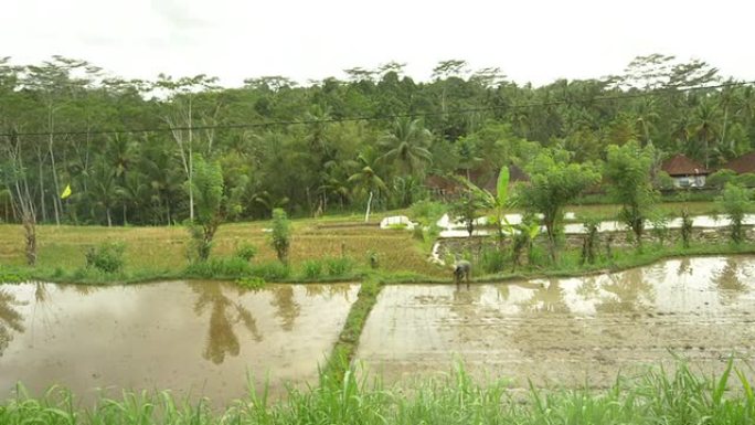 WS ZO巴厘岛农民在稻田里劳作
