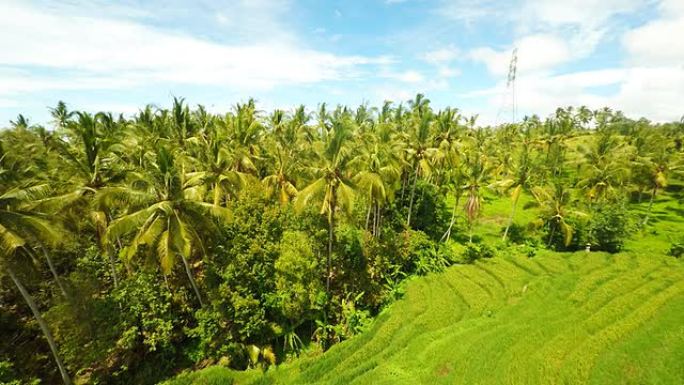 AERIAL巴厘岛稻田