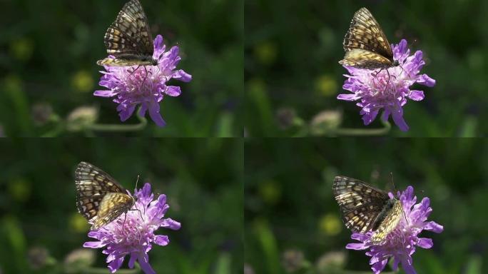 慢速运动：蝴蝶紫色花朵慢动作升格