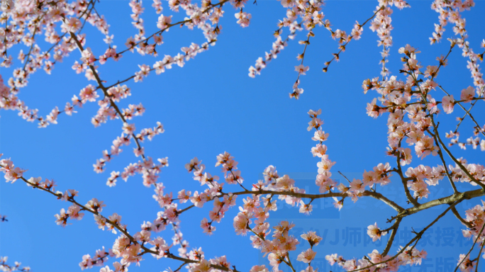 4K春天桃花桃树空镜视频素材(有灰片)