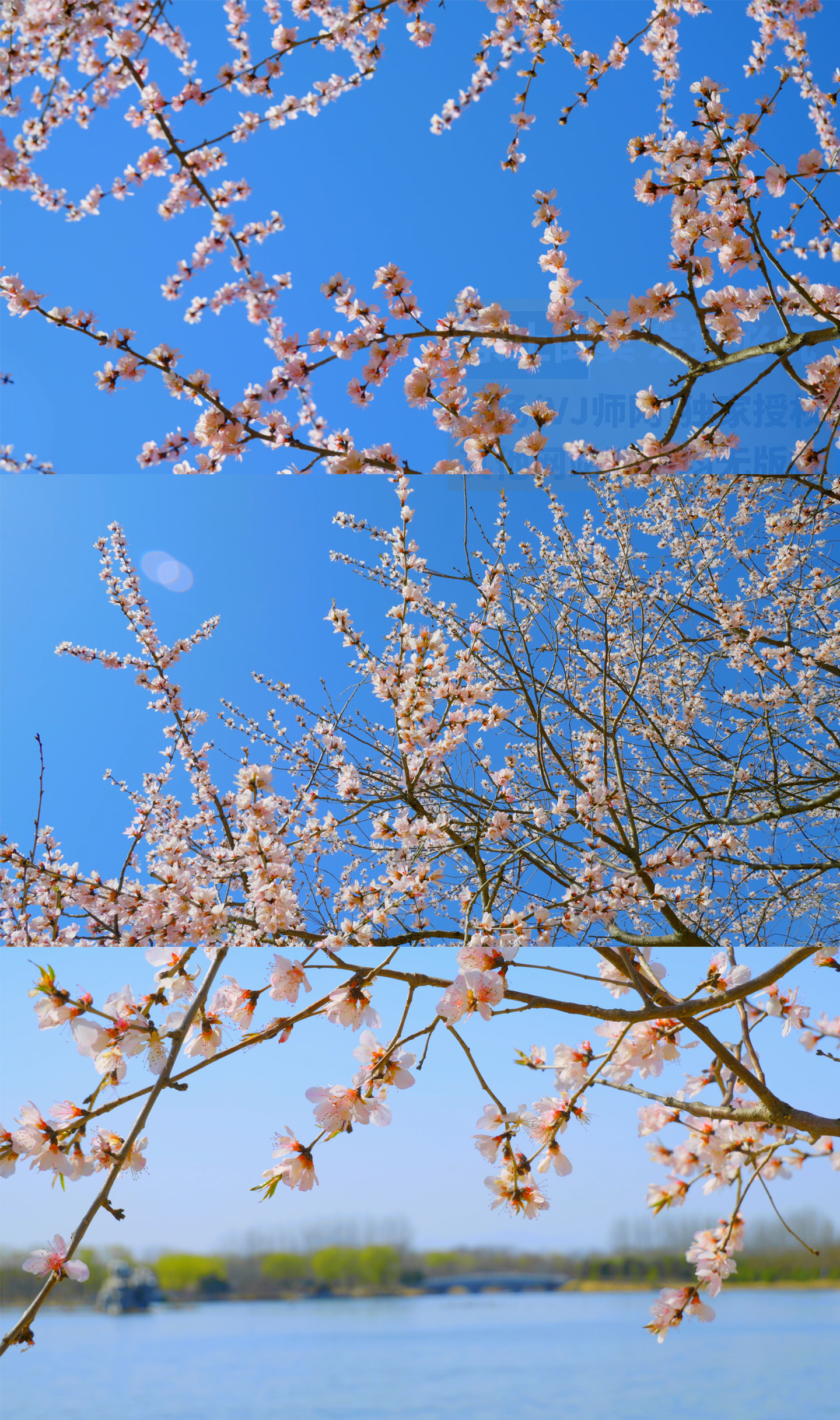 4K春天桃花桃树空镜视频素材(有灰片)