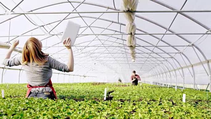 温室里狂喜的花店蔬菜基地大棚素菜农产品