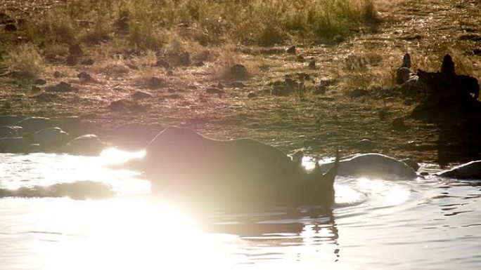LS非洲犀牛洗澡剪影水塘水面轻松惬意