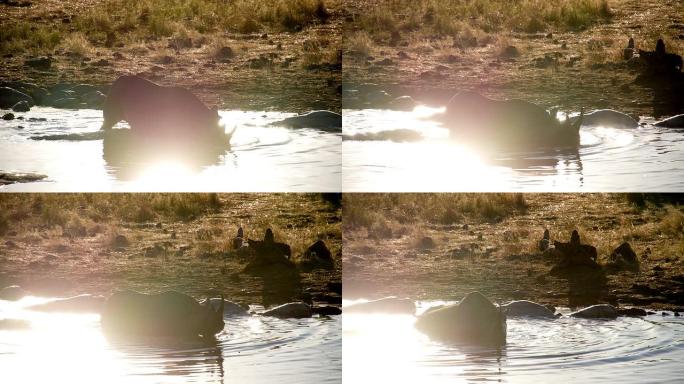 LS非洲犀牛洗澡剪影水塘水面轻松惬意