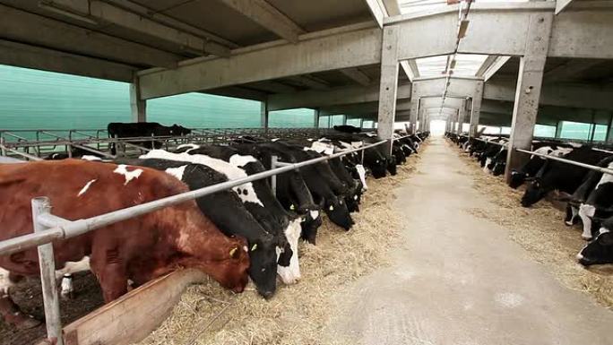 谷仓里的奶牛吃草料的奶牛