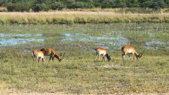 黑斑羚在埃托沙国家公园的大草原上行走