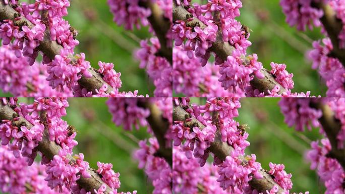 蜜蜂在盛开的紫荆花周围飞行的慢动作收集花蜜