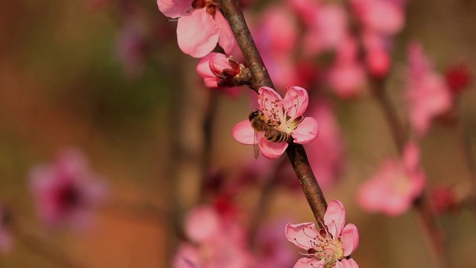 春暖花开桃花蜜蜂采蜜合集