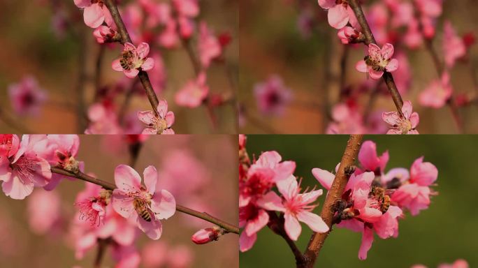 春暖花开桃花蜜蜂采蜜合集