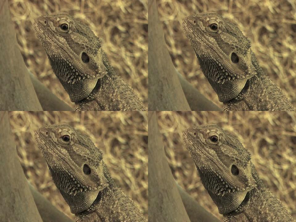 NTSC：胡子龙蜥蜴