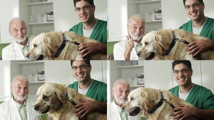 兽医办公室的拉布拉多