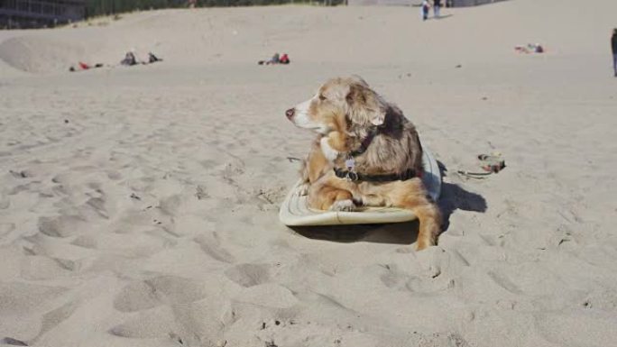 狗躺在沙滩上的冲浪板上