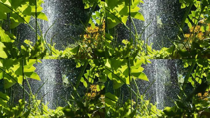 高清多莉:绿色花园的背光喷泉