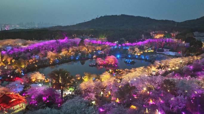 东湖樱花园夜景