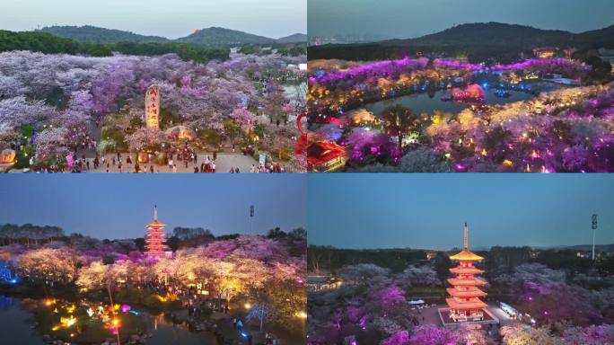 东湖樱花园夜景