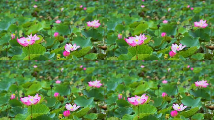越南同塔省thap muoi的粉红色莲花湖的4k镜头，文化和自然概念