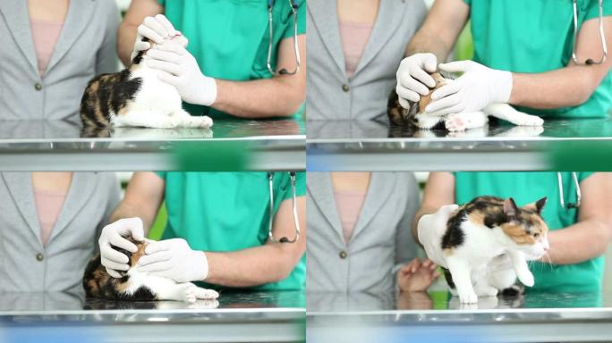 兽医治疗的猫偷拍猫爱抚猫咪用手摸猫