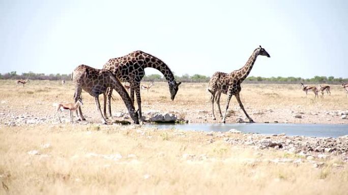 LS野生动物饮用水坑的水