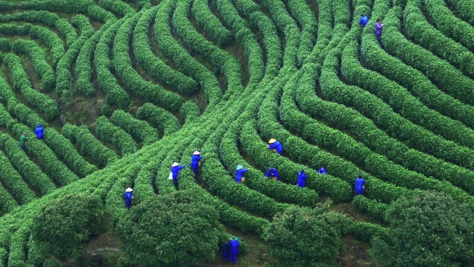 春天农民在茶园中采摘茶叶