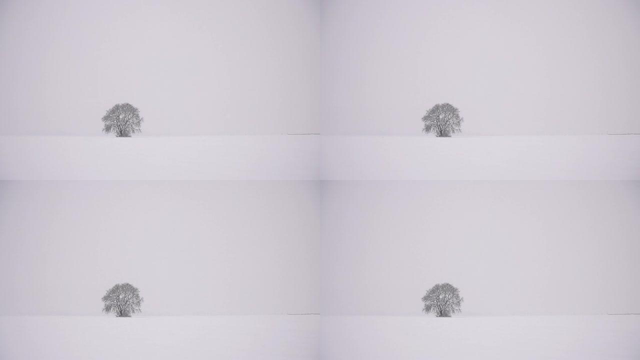 HD SUPER SLOW MO：冬季风景中的孤独之树